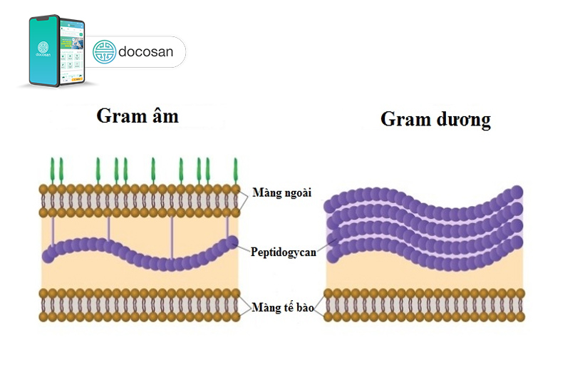 vi khuẩn gram âm