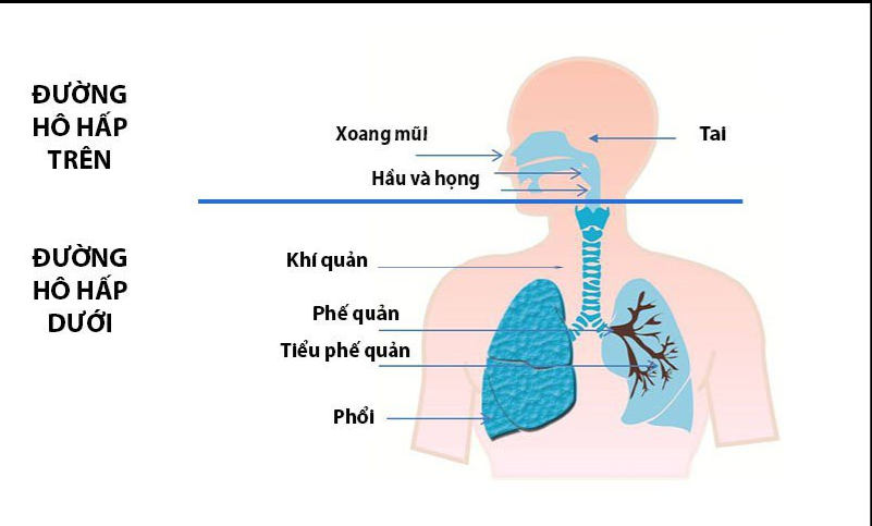đường hô hấp
