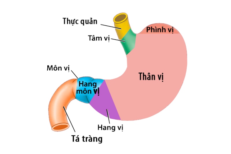 dạ dày