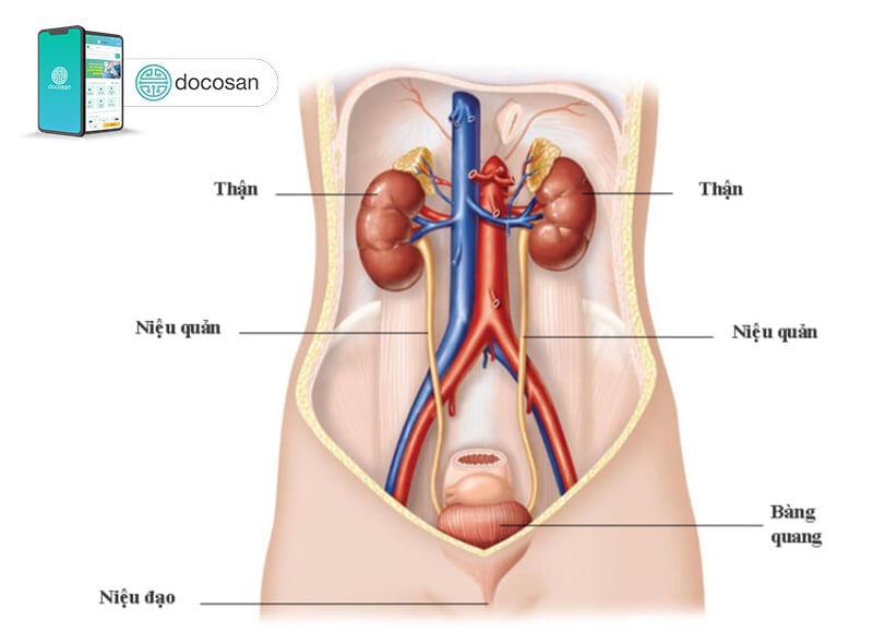 đau bụng dưới bên trái nữ