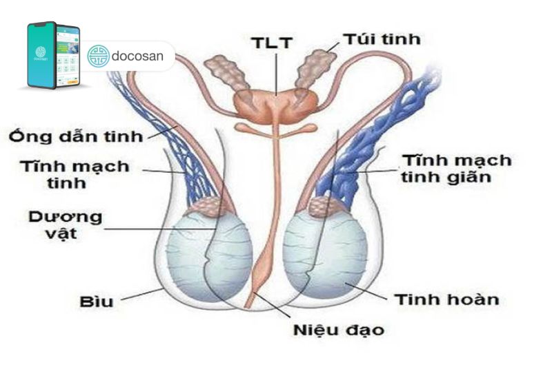 tự chữa giãn tĩnh mạch thừng tinh