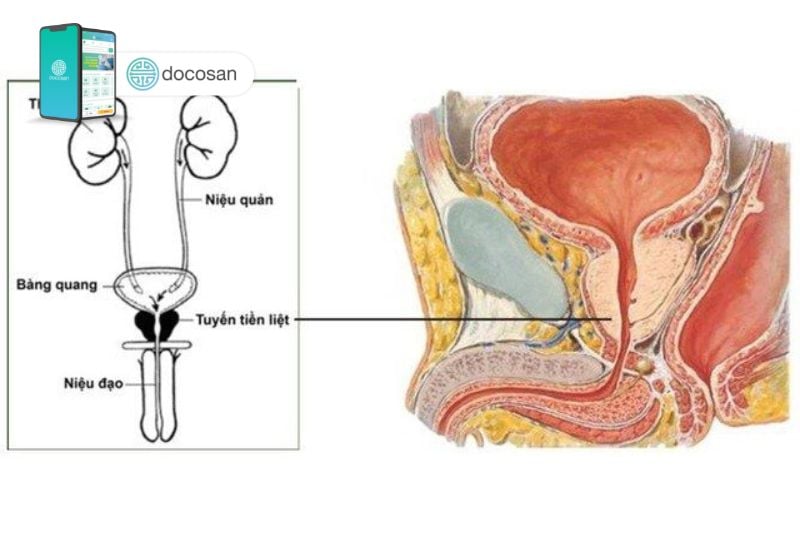 Vị trí tuyến tiền liệt