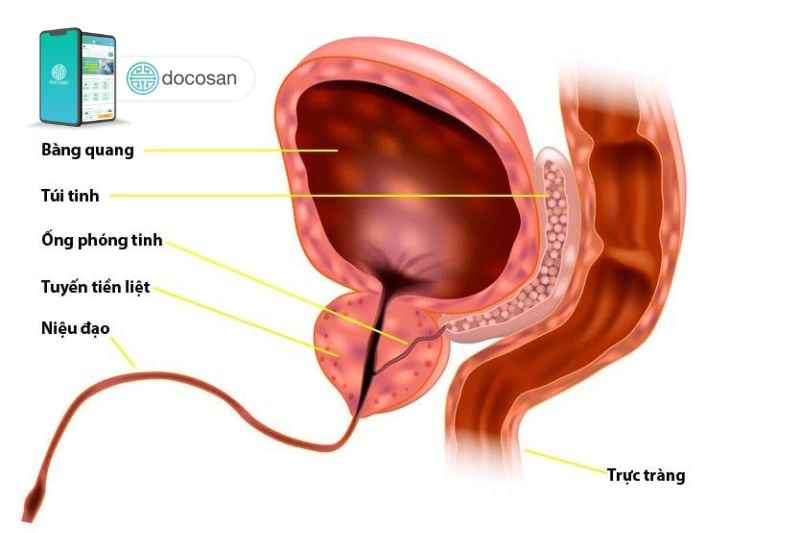 kích thước tiền liệt tuyến