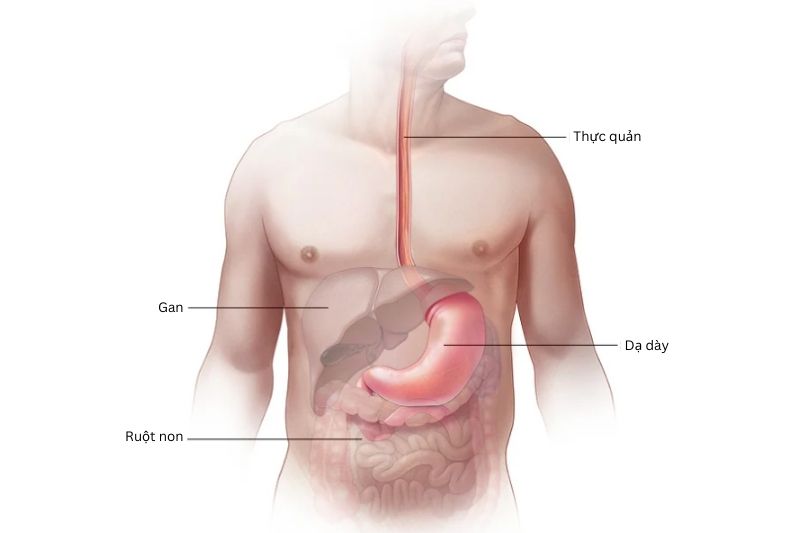 Thực quản là một ống cơ rỗng giúp thức ăn di chuyển xuống dạ dày