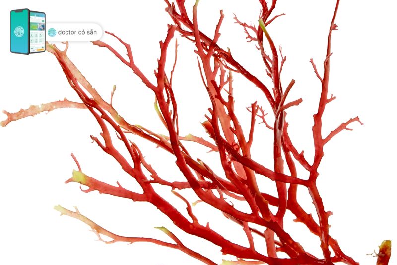 Tảo đỏ Lithothamnion spp. - thảo dược giàu canxi tự nhiên