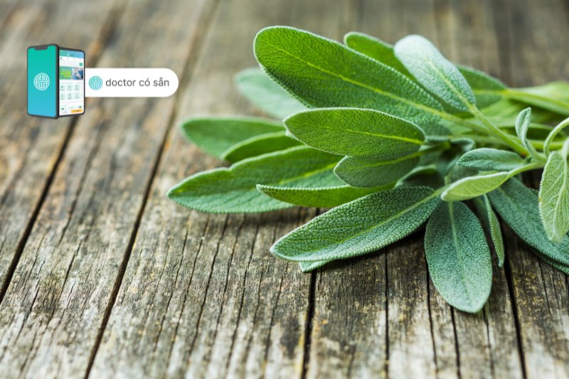 Lá xô thơm (Sage leaves) được cho là có hiệu quả trong điều trị ra mồ hôi tay tại nhà