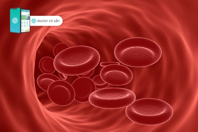 Sắt là thành phần thiết yếu của hemoglobin - huyết sắc tố cấu tạo nên hồng cầu, có chức năng vận chuyển oxy từ phổi đến các mô