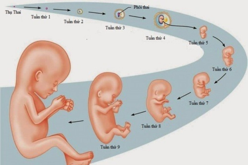 Sự phát triển của thai 1 tuần tuổi