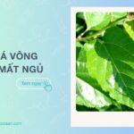Cây lá vông chữa mất ngủ được không? Cách sử dụng an toàn, hiệu quả