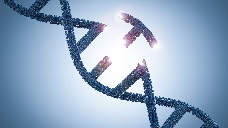 Gene HLA giữ vai trò trong hệ thống miễn dịch, có thể di truyền và góp phần tăng nguy cơ mắc đái tháo đường type 1