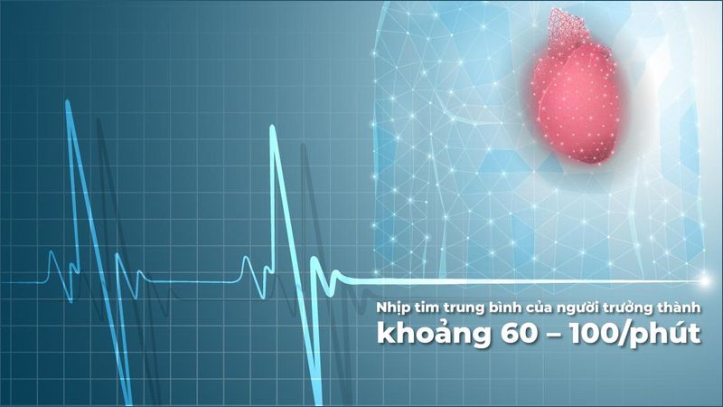 Nhịp tim trung bình của người trưởng thành thường dao động từ 60 đến 100 nhịp mỗi phút