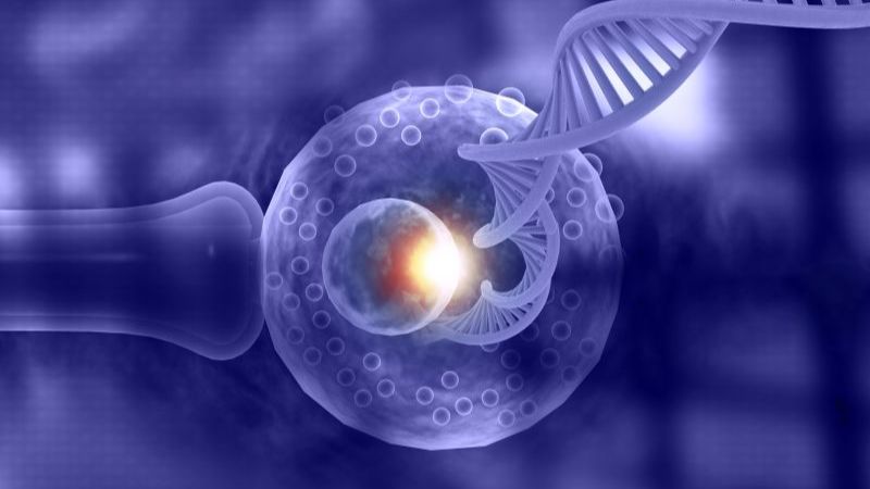 Cân nặng có thể ảnh hưởng đến chất lượng trứng và phôi