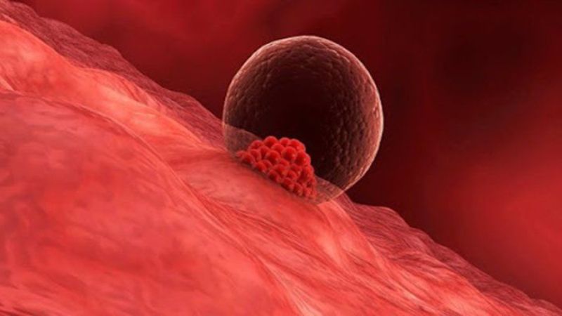 Khả năng làm tổ của phôi phụ thuộc vào nhiều yếu tố, trong đó có cân nặng của mẹ