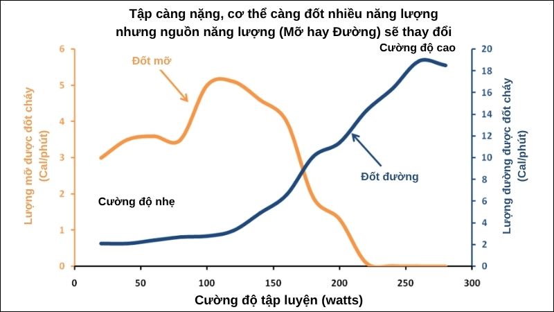 Biểu đồ so sánh mức độ đốt mỡ và đốt đường theo cường độ tập luyện