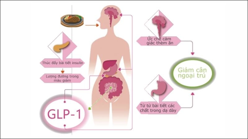 Thuốc đồng vận GLP-1 tác động vào hệ thống thần kinh và tiêu hóa