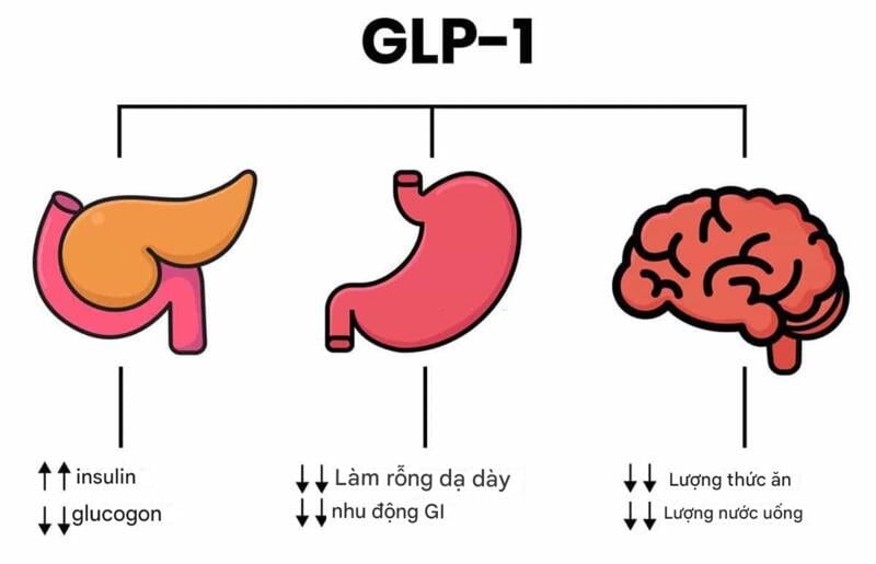 GLP-1 hỗ trợ giảm cân thông qua nhiều cơ chế sinh lý, giúp cơ thể kiểm soát việc ăn uống tốt hơn