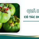 Quả bứa có tác dụng gì? 5 Lợi ích và lưu ý khi dùng