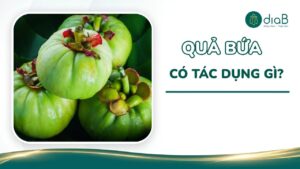 Quả bứa có tác dụng gì? 5 Lợi ích và lưu ý khi dùng