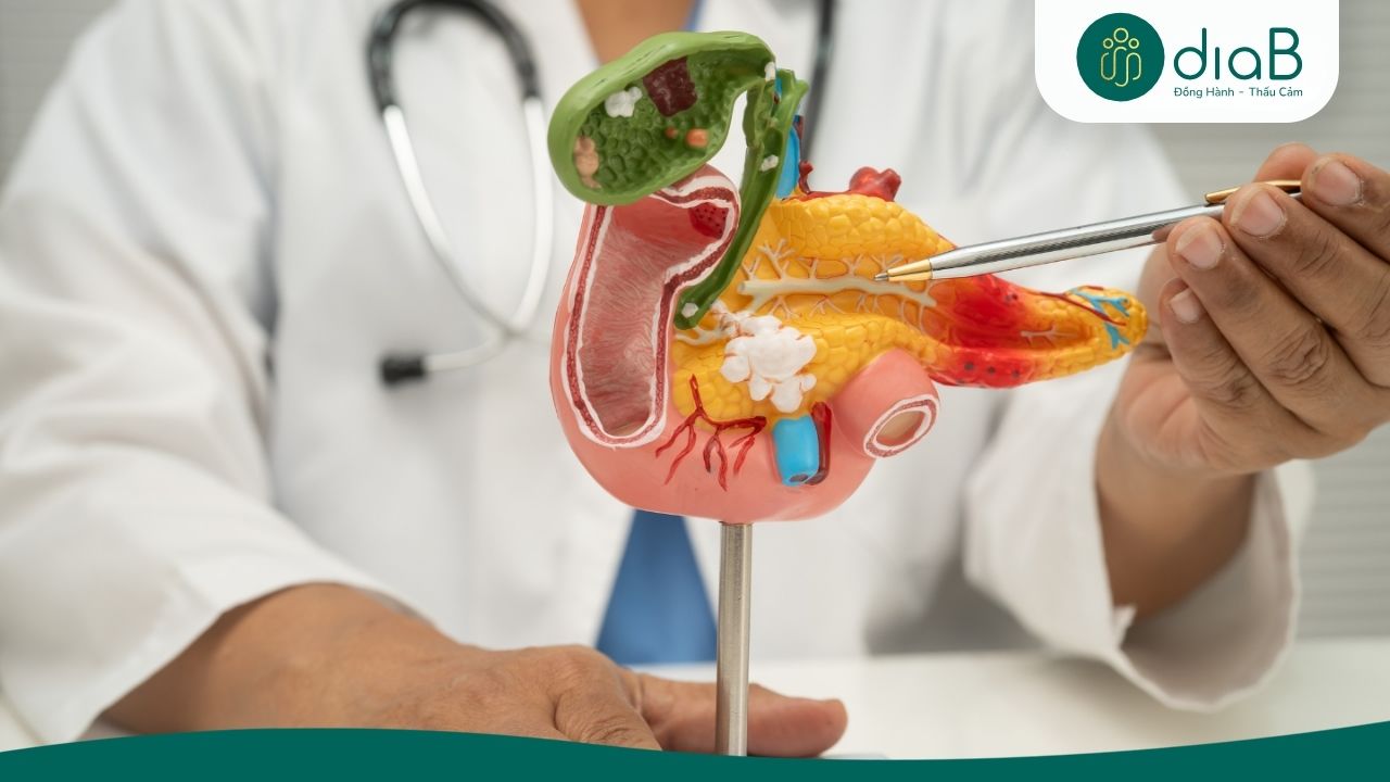 Giải phẫu vùng đầu tụy tá tràng và đường mật trong ổ bụng