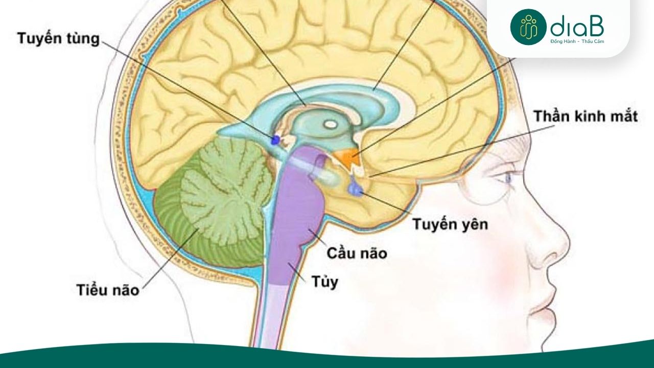 Rối loạn tuyến yên xảy ra khi cấu trúc, chức năng của tuyến yên bị thay đổi (Nguồn: Internet)